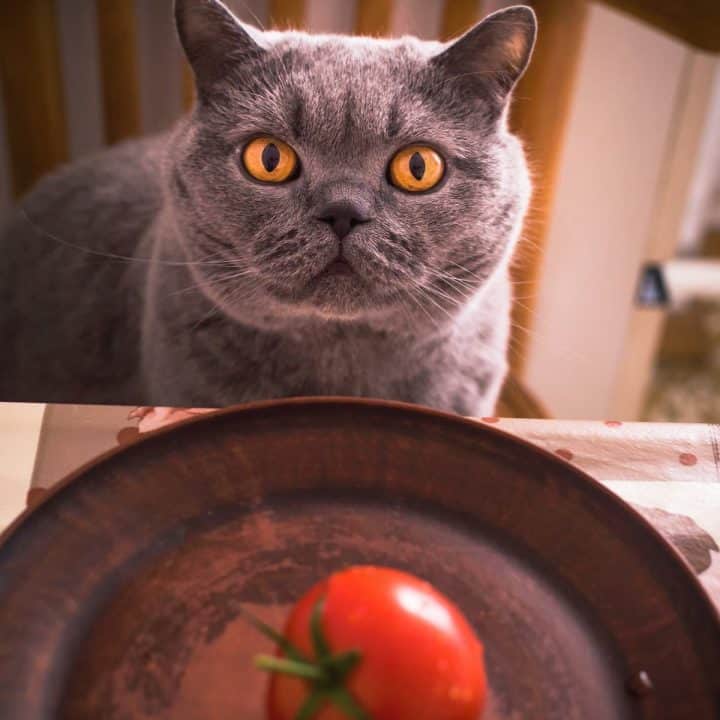 do cats like tomatoes