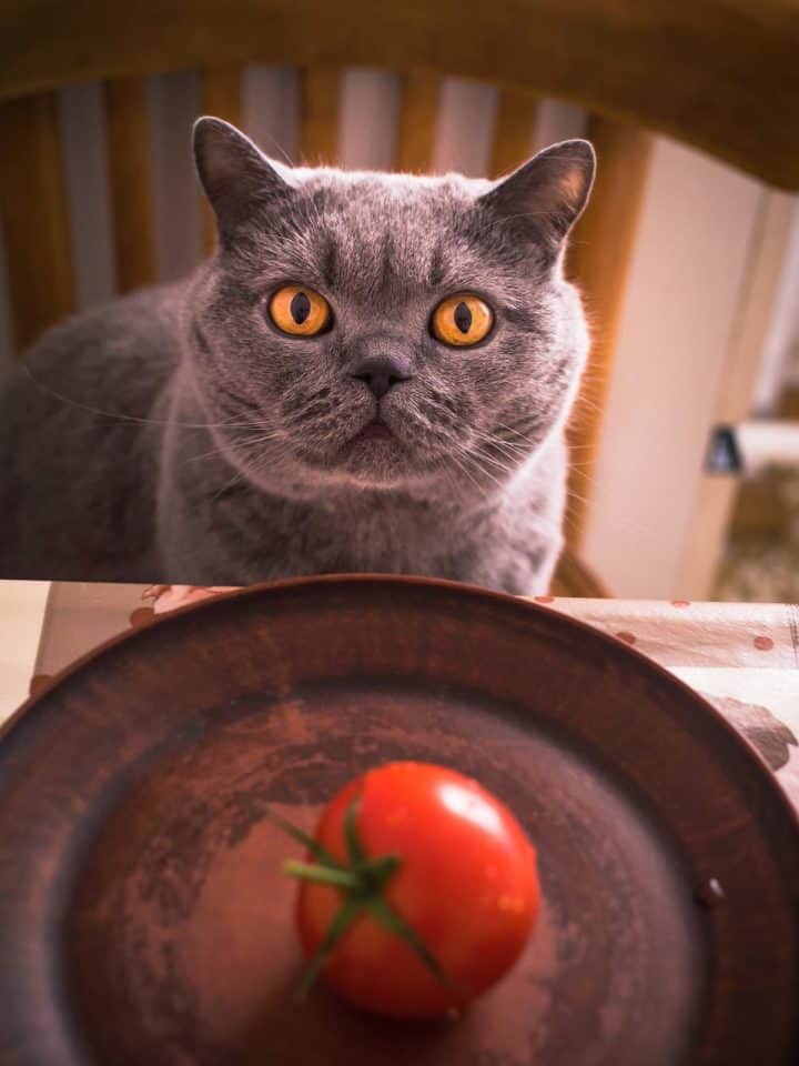 Can Cats Eat Tomato Soup What You Should Know!