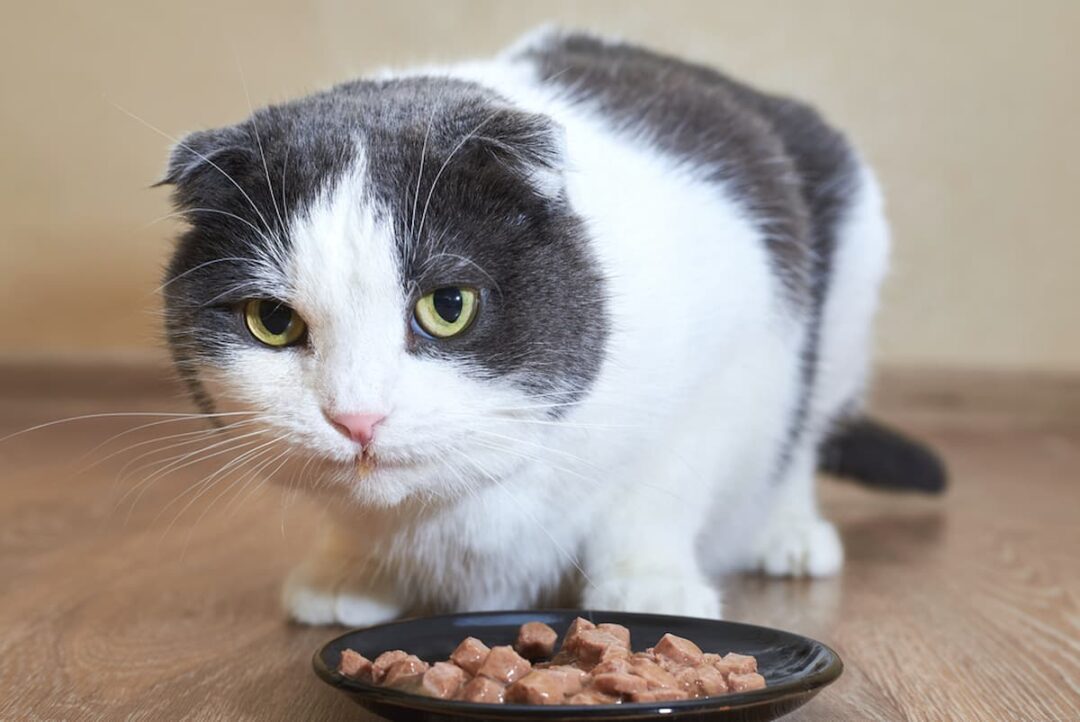 Can Cats Eat Turkey Giblets