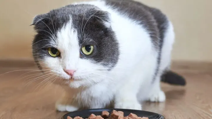 Can Cats Eat Turkey Giblets