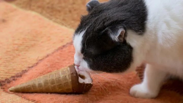 Can Cats Eat Vanilla Ice Cream &ndash; Is It Safe Or Harmful?