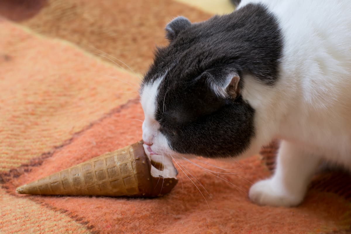 cats vanilla ice cream