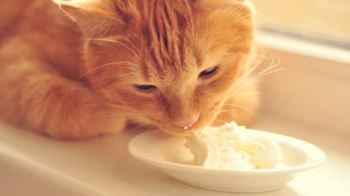Can Cats Eat Vanilla Pudding – Everything You Should Know!