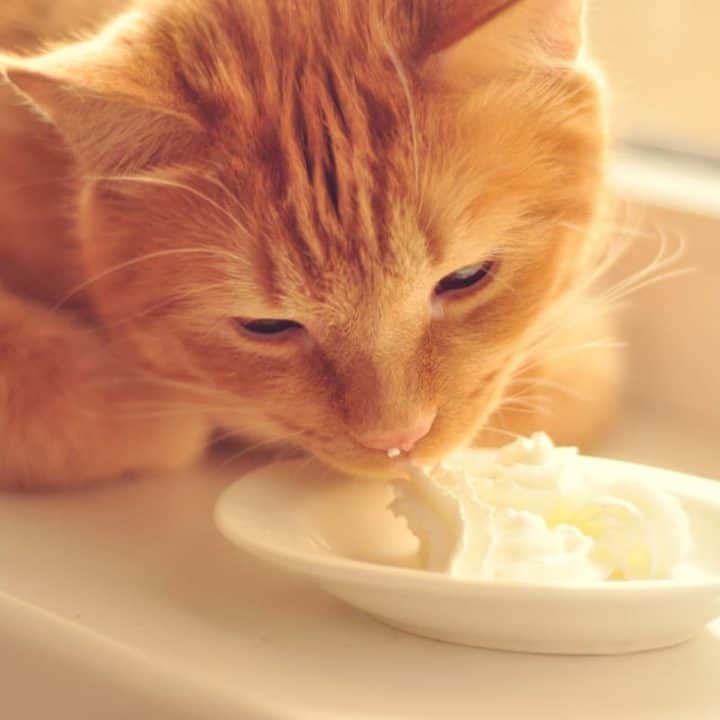 Can Cats Eat Vanilla Pudding Everything You Should Know!