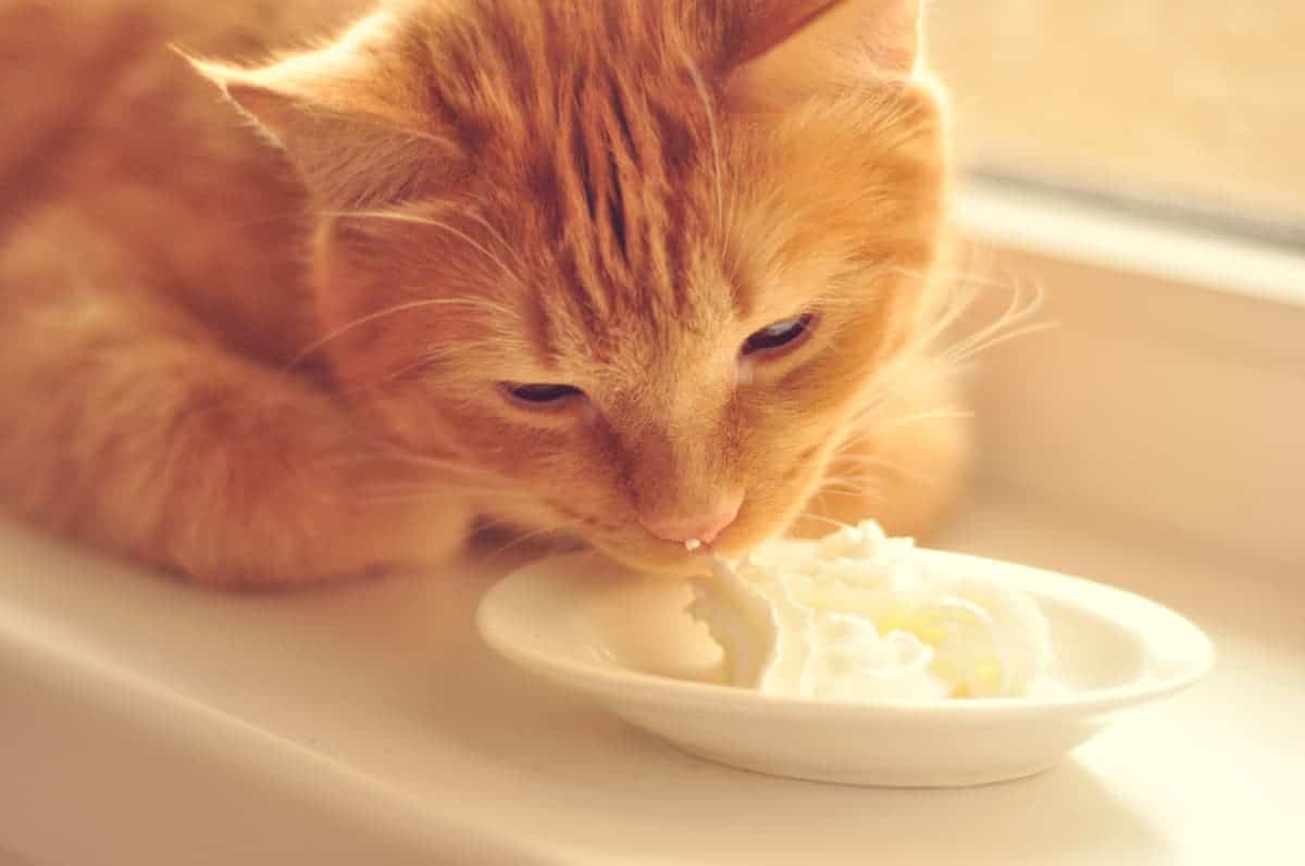 Can Cats Eat Vanilla Pudding – Everything You Should Know! – FAQcats.com