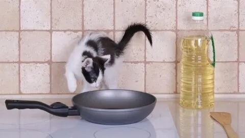 Can Cats Eat Vegetable Oil &ndash; Is It Harmful?
