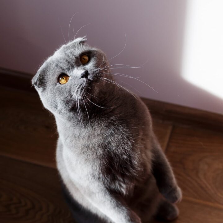 can kittens eat nuts