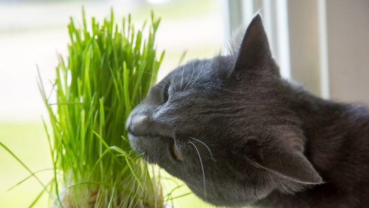 Can Cats Eat Wheatgrass FAQcats can-cats-eat-wheatgrass-faqcats