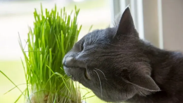 Can Cats Eat Wheatgrass
