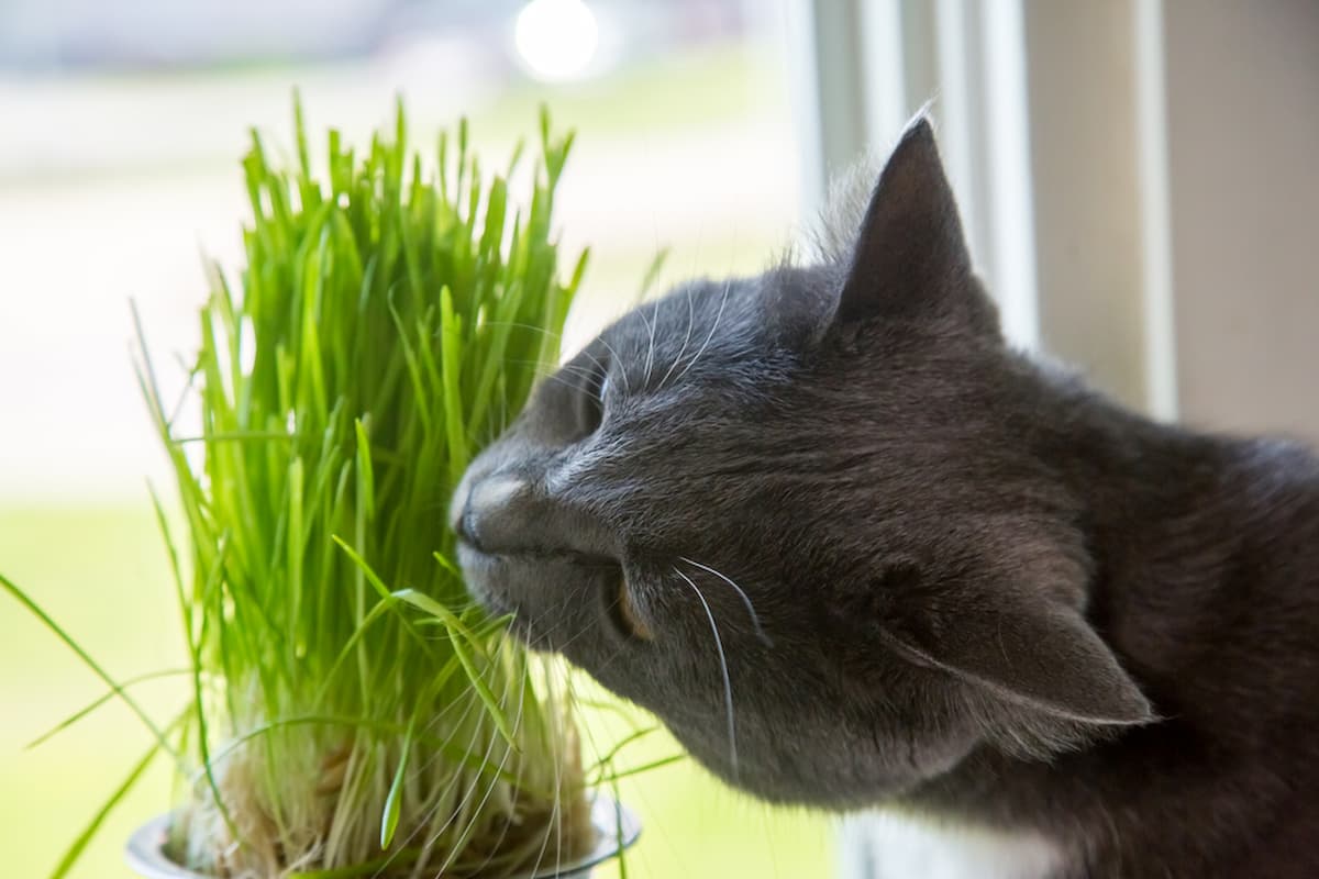 Can Cats Eat Wheatgrass