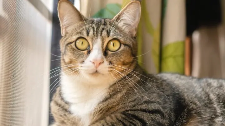 Can Cats Get Drunk &ndash; Is It Normal?