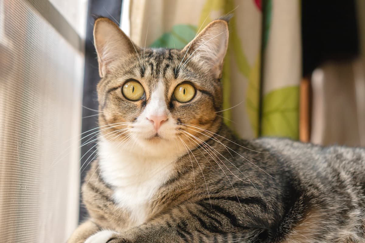 Can Cats Get Drunk Is It Normal?