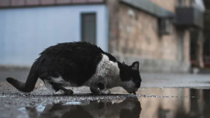Can Cats Get Out Of Storm Drains