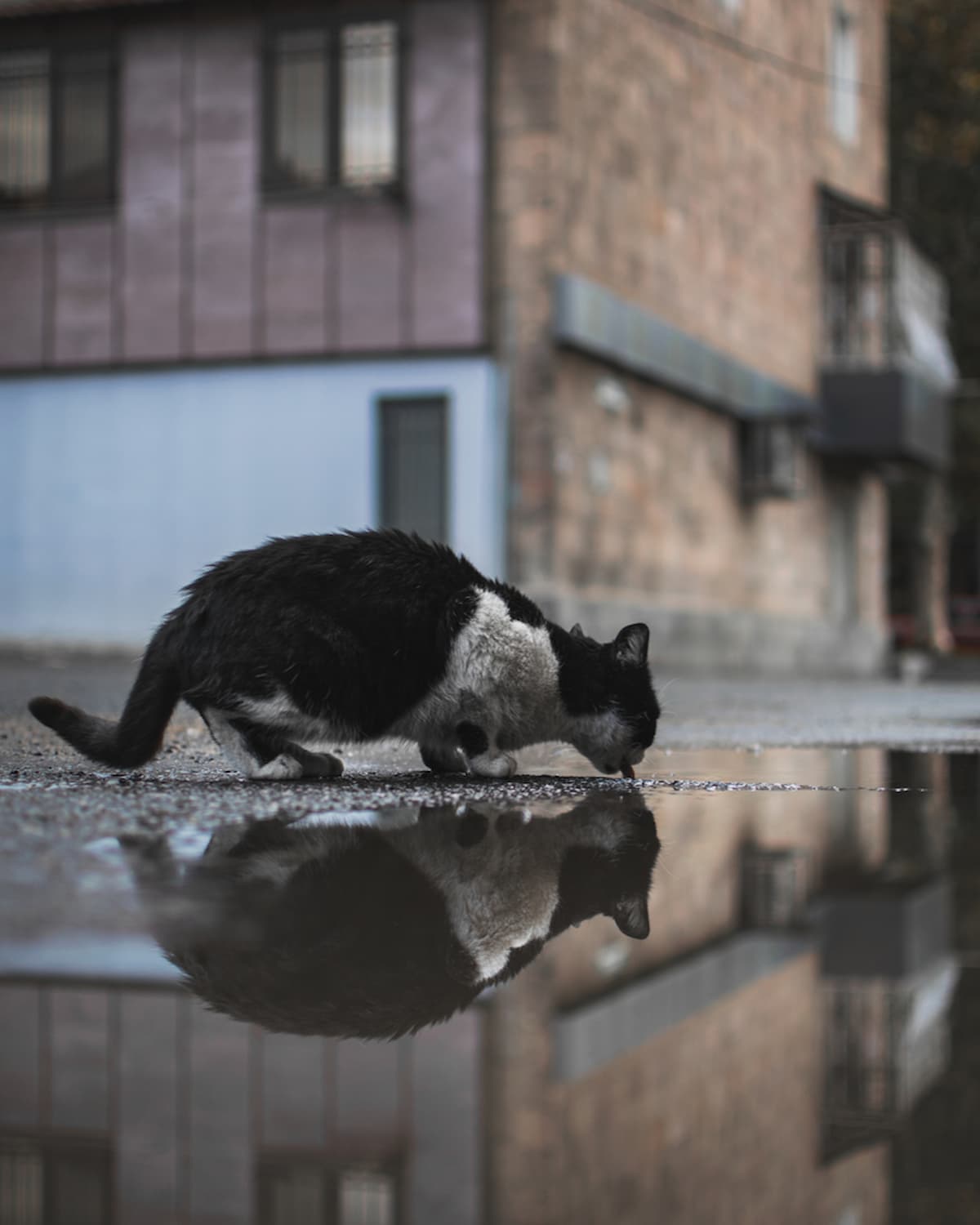Can Cats Get Out Of Storm Drains
