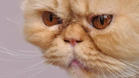 Can Cats Get Pink Eye From Humans – What To Know!