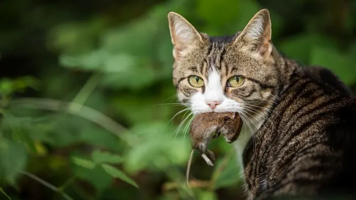 Can Cats Get Sick From Eating Mice &ndash; Here&rsquo;s The Facts!
