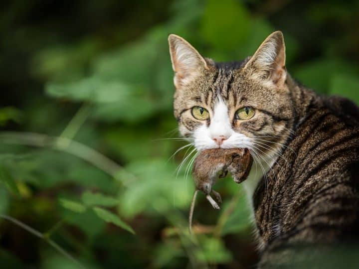 Can Cats Get Sick From Eating Mice? 