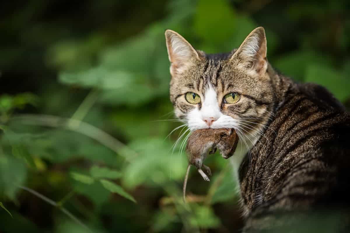 can-cats-get-sick-from-eating-mice-here-s-the-facts-best-cat-breeds