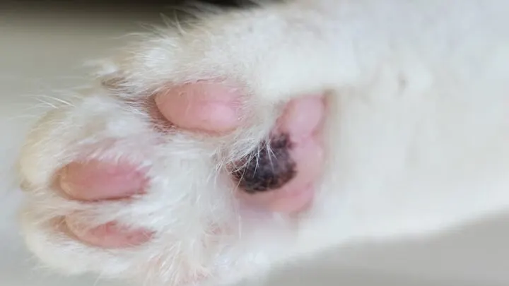 Can Cats Get Warts On Their Paw Pads