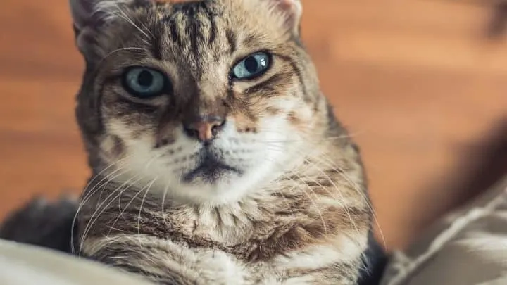 Can Cats Have ADHD &ndash; 11 Symptoms & What You Should Know!