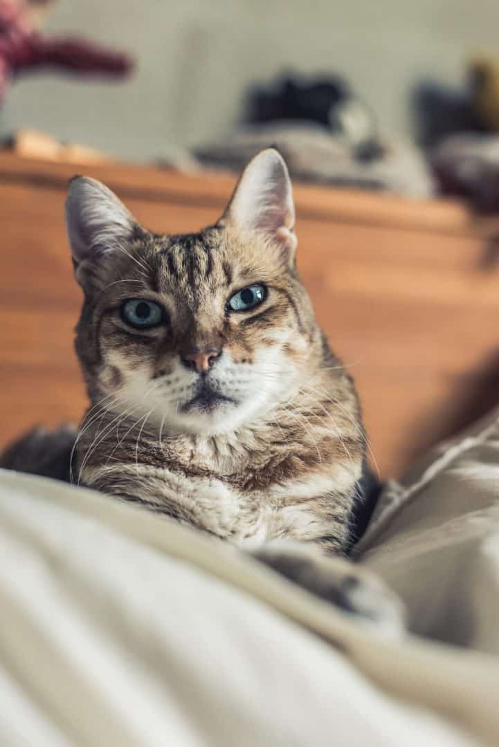 Can Cats Have ADHD 11 Symptoms & What You Should Know!