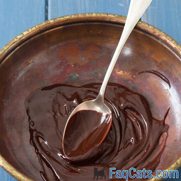 Can Cats Have Chocolate Pudding Is It Toxic To Them?