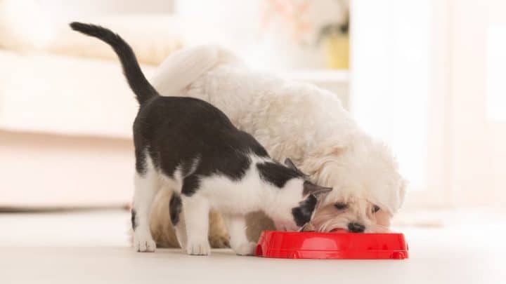 Can Cats Have Dog Treats – Are They Safe To Eat?