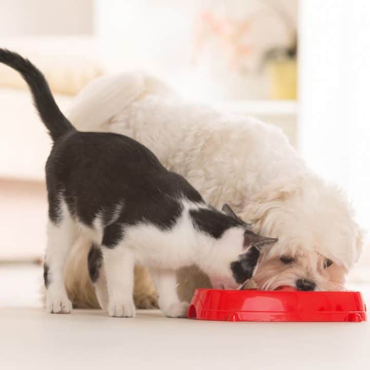 are cat treats safe for dogs