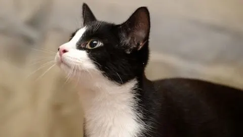 Can Cats Have Mental Disabilities &ndash; The Surprising Answer!