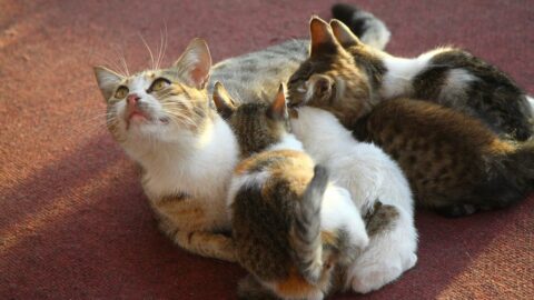 Can Cats Have Only One Kitten – FAQcats.com