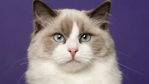 Can Cats Have Purple Eyes – Fact Or Myth?