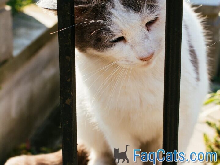 How To Choose The Best Cat Gate For Your Feline Friend PawTracks