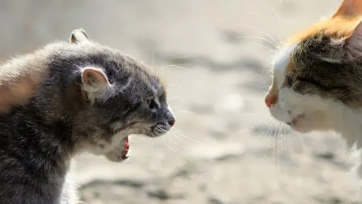 Can Cats Kill Each Other &ndash; Everything You Should Know!