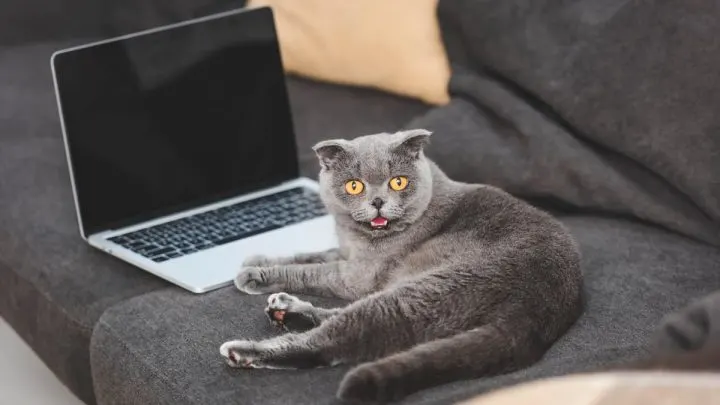 Can Cats See Computer Screens – Here’s The Facts!