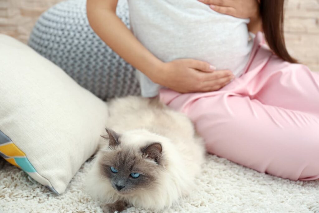 Can Cats Sense Impending Labor The Surprising Answer