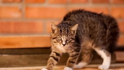 Can Cats Sense When Something Is Wrong &ndash; The Facts!