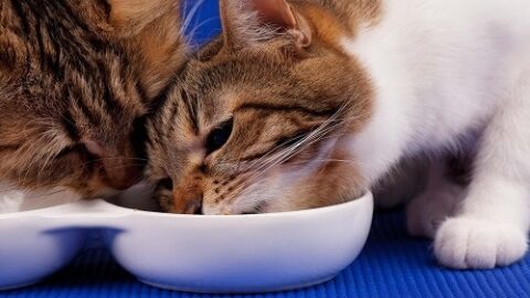 Can Cats Share A Water Bowl – What You Shouldn’t Do!