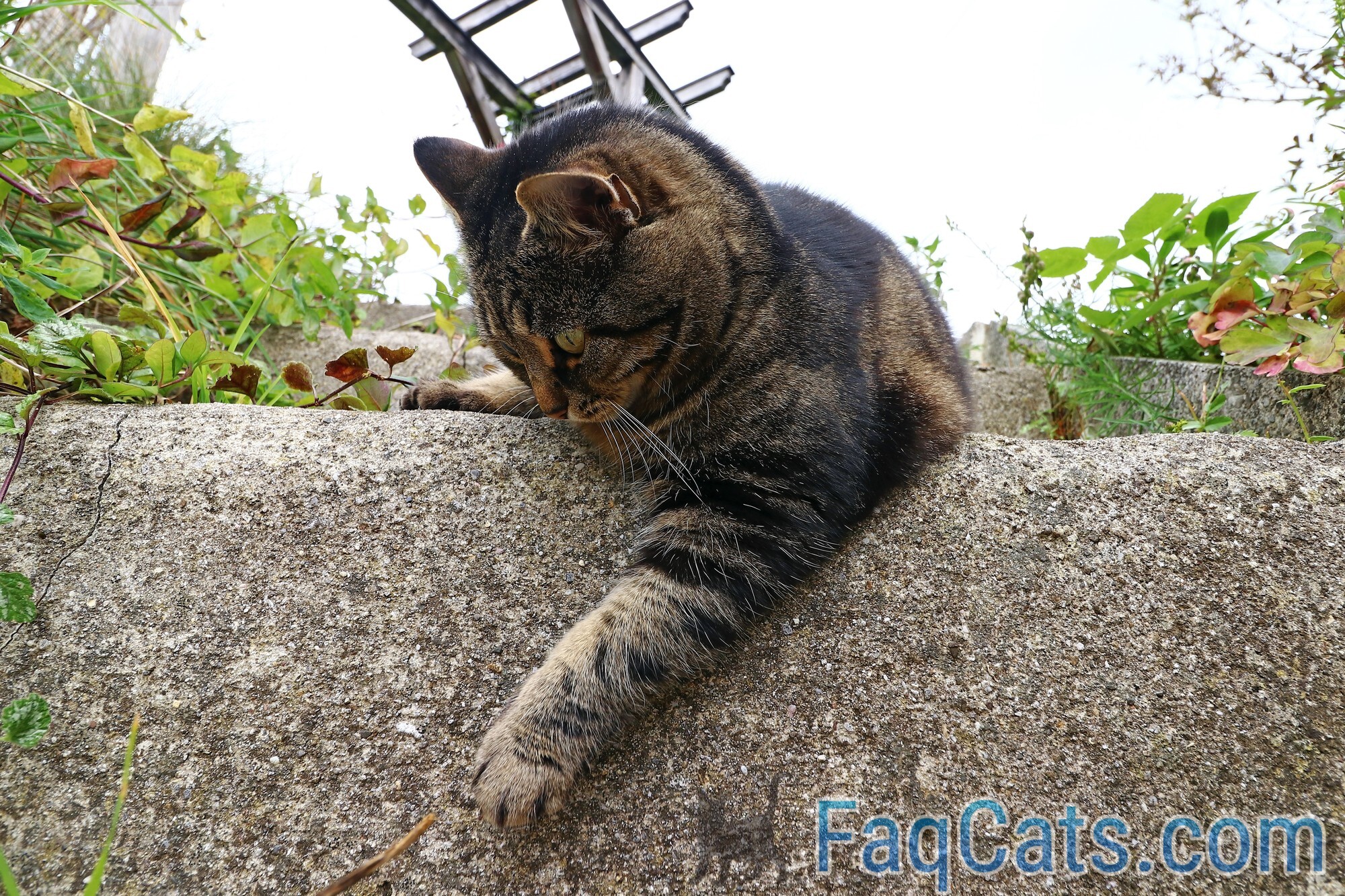 Can Cats Without Claws Go Outside Is It Safe?