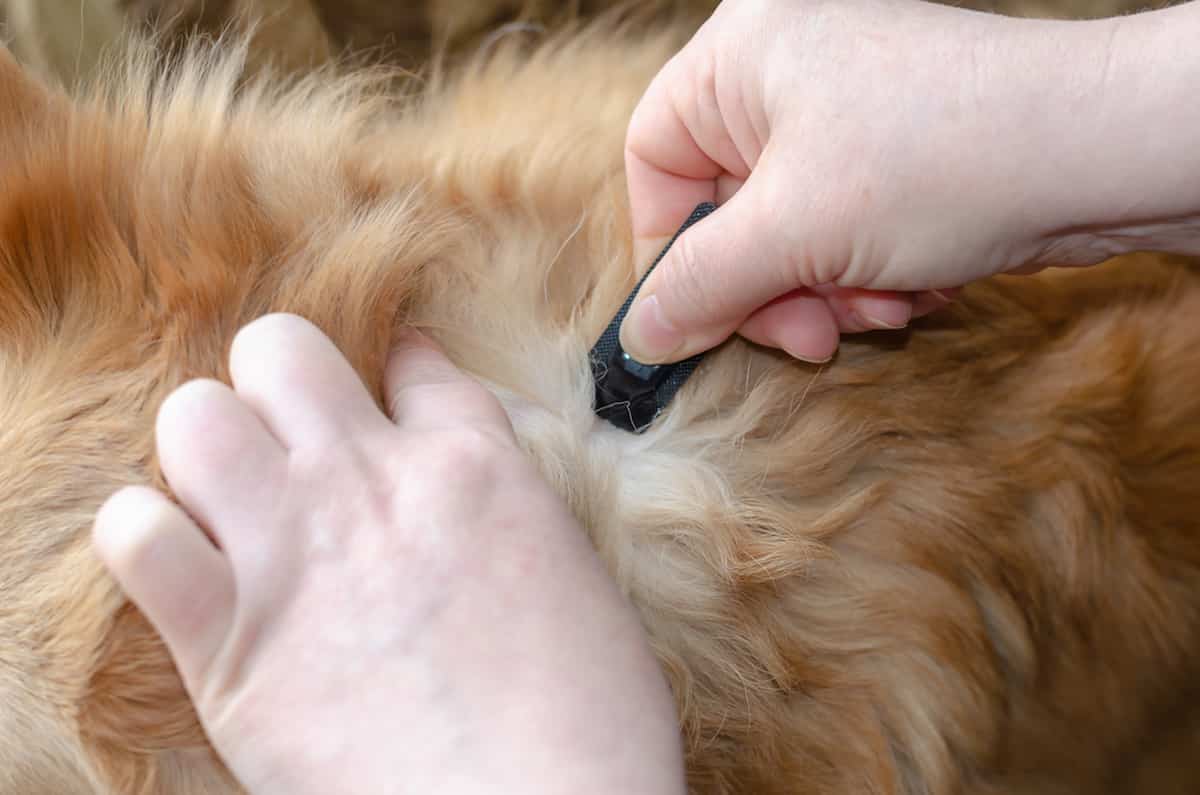 Can I Bathe My Cat After Flea Treatment