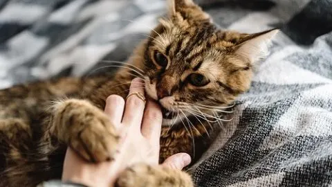 Can I Bite My Cat Back &ndash; What You Should Know!
