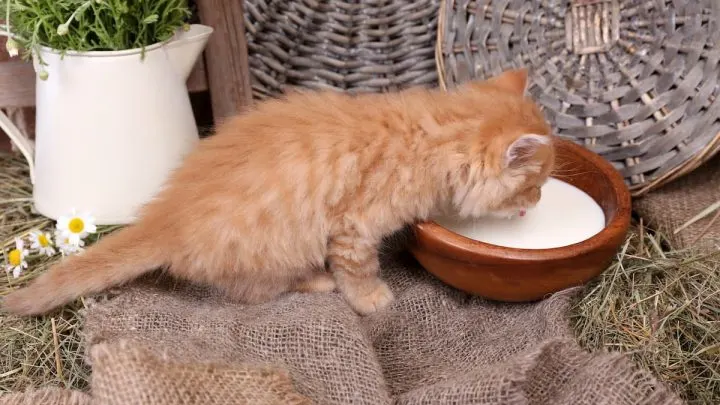 Can Kittens Drink Human Breast Milk &ndash; Here&rsquo;s The Facts!