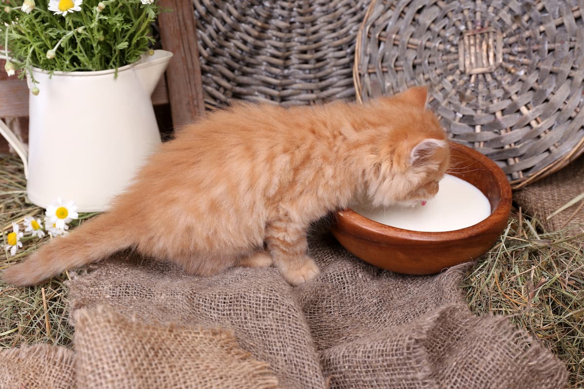 Can kittens clearance drink almond milk