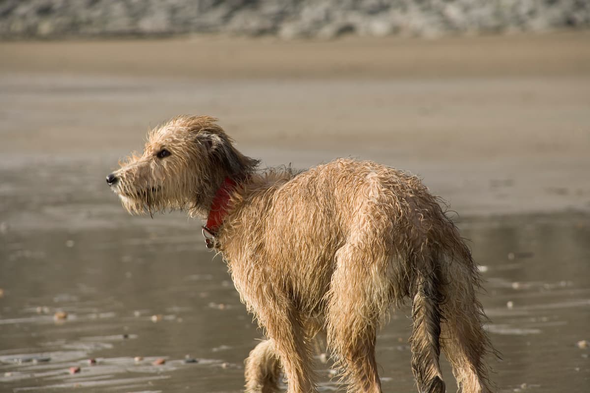 how much exercise does a lurcher need everyday