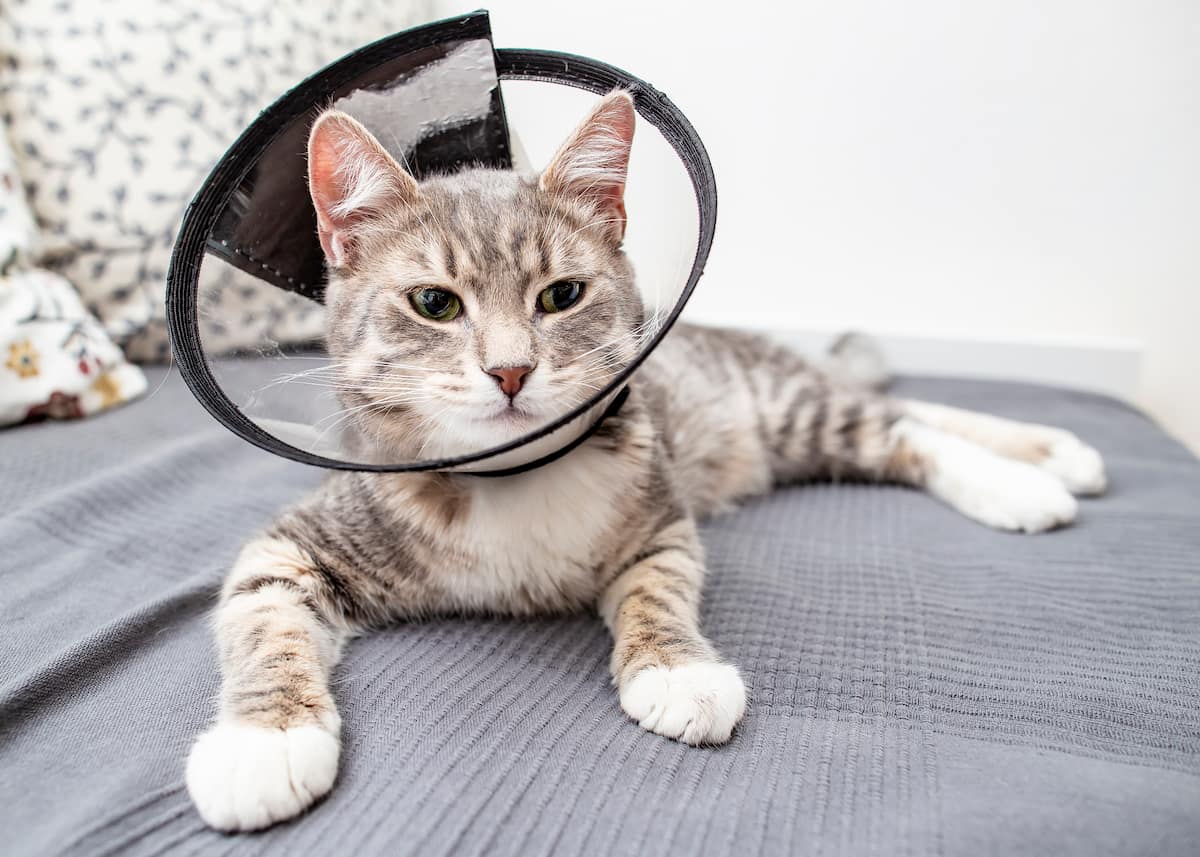 Can Male Cats Go Into Heat After Being Neutered Everything To Know 