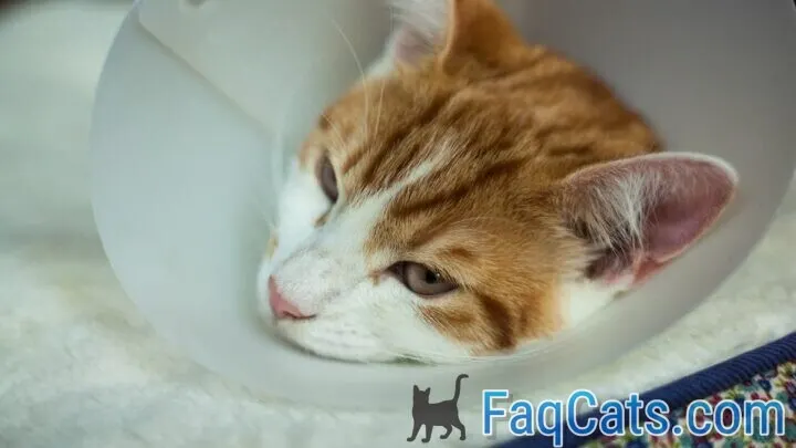Can My Cat Lick Himself After Being Neutered &ndash; Is It Okay?