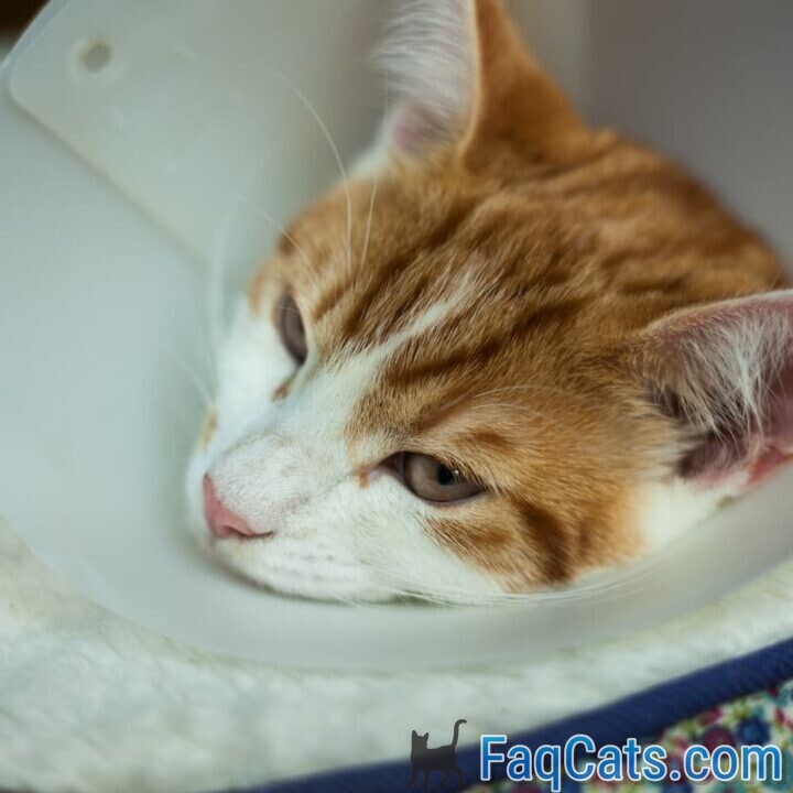 Can My Cat Lick Himself After Being Neutered Is It Okay?