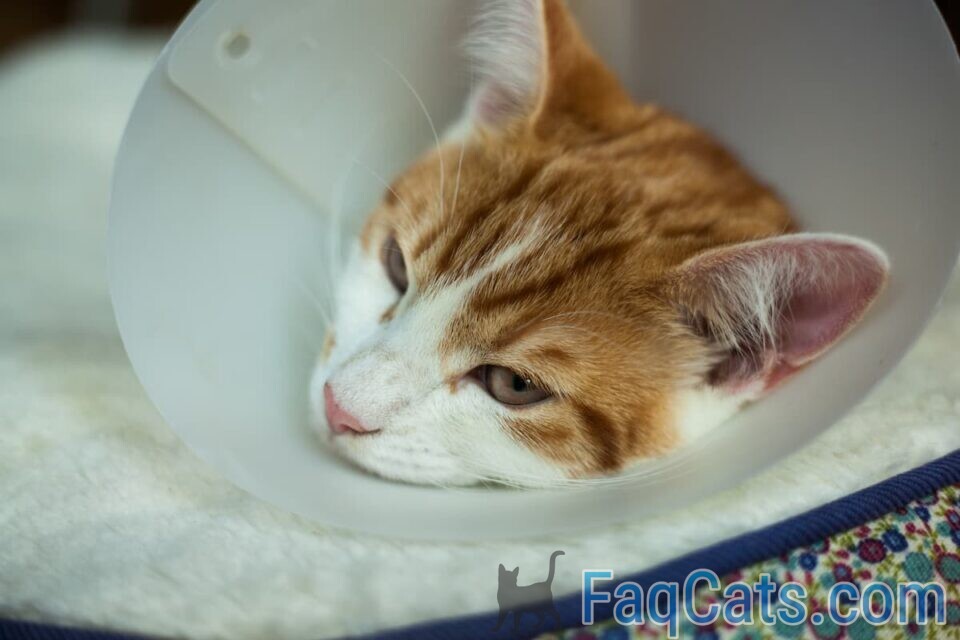 Can My Cat Lick Himself After Being Neutered Is It Okay?