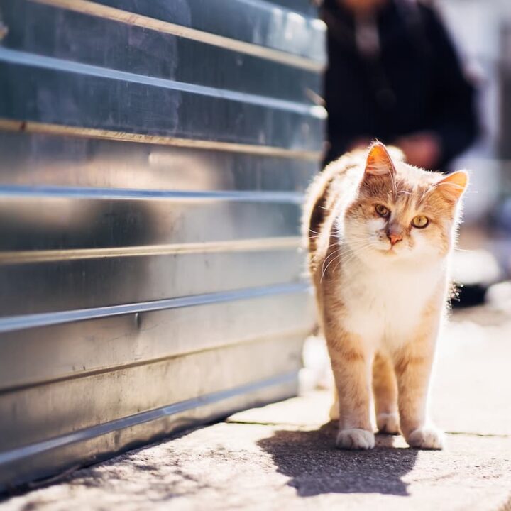 Can Persian Cats Go Outside Things To Consider