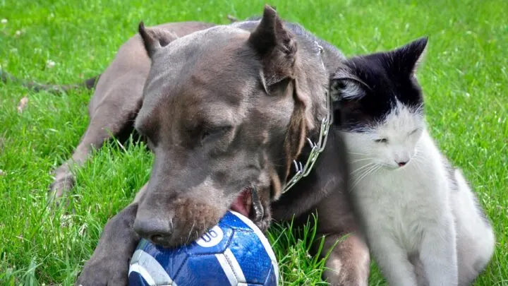 Can Pitbulls Live With Cats &ndash; Tips To Socialize Your Pets