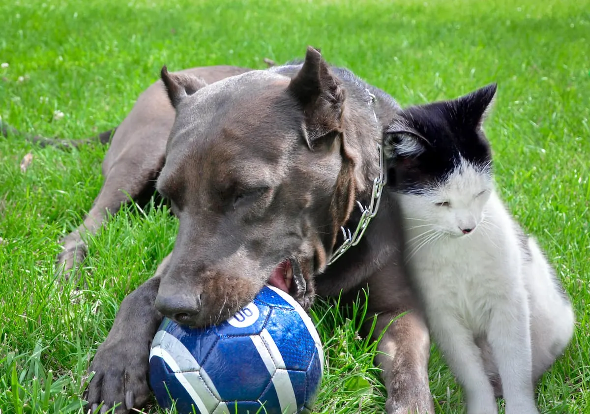 can pit bulls and cats get along